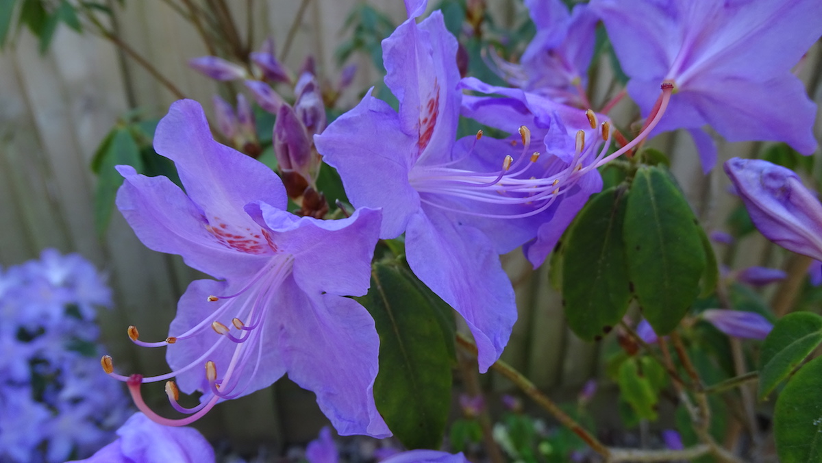 R. augustinii 'Bowood Blue'